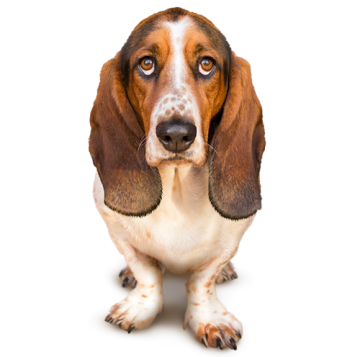 basset hound looking sad
